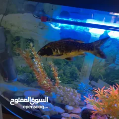  1 حوض سمك متر مع قاعدة زجاج جاهز بالكامل