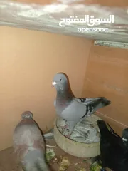  1 حمام للبيع.جوز.شفار.وفحول.بوز