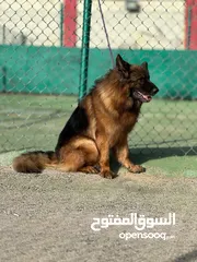  11 كلاب جيرمن شيبرد مدرب وغير مدرب