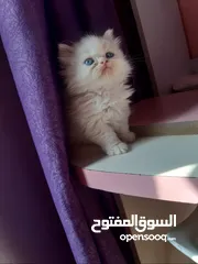  1 كتن هملايا مقزم أطراف قصيره موجود ذكور واناث