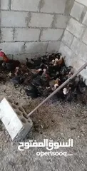  4 فرخات بلدي وصيصان عمر شهرين
