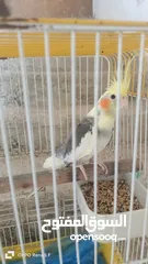  1 كوكتيل كروان ذكر