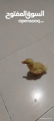  1 بطه مع قفصها