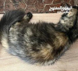  6 قطط للبيع بنغازي