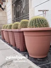  5 نبات الكره الذهبيه او ساده حماتي