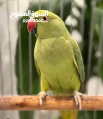  1 مطلوب أنثى درة جاهزه في اربد