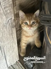  4 قطتين للتبني (منغا وفيفي) شهرين ومدربين على اللتر بوكس