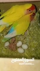  4 جوز كوكتيل البينو تحته بيض وجوز روز تحته فرخ