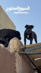  1 كين كورسو مستورد