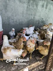  4 صيصان لوهمان براون