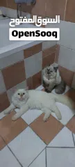  3 very beautiful cats