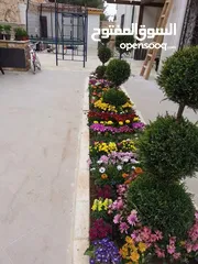  2 بعد إذن الإدارة  متوفر لدينا شجر زنزلخت الشماسي إيطالي أنثى ارتفاع من 180 سم إلى 250 سم سعر الشجره 6