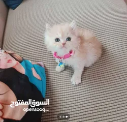  1 قطط شيرازي ذكور عمر شهر ونص متعودين علي اللتر بوكس بعجمان