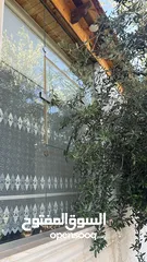  5 بيت للبيع الجاد فقط .