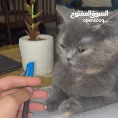  6 قطه سكوتش فولد مكس برتش للبيع.                                                                   ًً