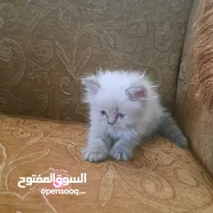  4 تواصل واتساب " قطط بيرشن وهملايا "