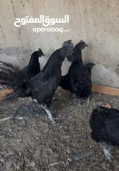  1 موجود دجاج اللمبرقيني ( الأندونيسي الأسود ) للبيع