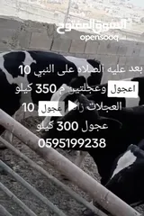  1 عجول وعجلات  للبيع اللي معني