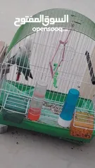  2 عصفورين روز (ذكر+أنثى) بصحة ممتازه