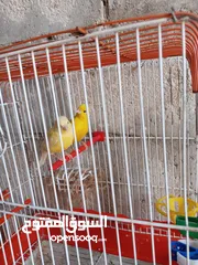 1 انثايتين كنار ليموني اليموني الغامقه جاهزه معبيه بدها تبيض اليموني الفاتح عمرها 5 أشهر شهر بتشتغل