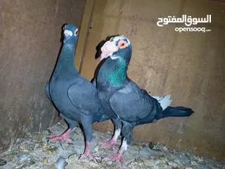 3 حمام للبدل عجاج