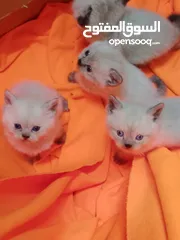  3 كتن للبيع مكس بلصلاه ع النبي جاهزات لبيتهم الجديد متعودات ع الدراي فود واللتر بوكس والبيع لغيرالتجار