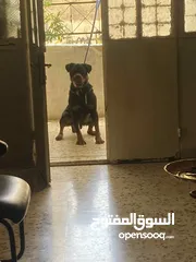  2 ذكر رت وايلر الماني