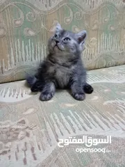  9 متاح كتن مكس سكوتش ستريت هيمالايا عمر ثلاث اشهر انثى بسعر رمزي 10 دنانير فقط