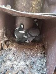 4 زغاليل حمام حجم كبير