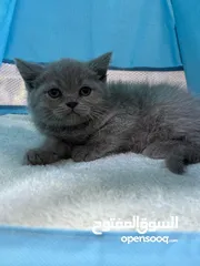  14 سكوتش فولد § برتش بييوووور