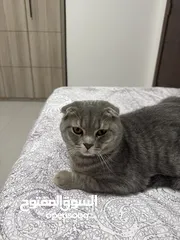  3 قط سكوتش فولد للتبني