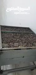  5 جرل شوي على الحجر