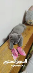  3 British shorthair kittens - بريتش شورت هير