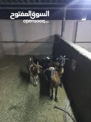  5 Goats for sale
