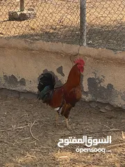  1 ديك عماني للبيع