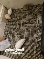  10 hamster هامستر للبيع عدد 7