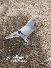  1 turkish tipper pigeon for sale and Russian tipper pigeon for sale and julata higher flying pigeon fo