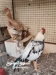  1 للبيع ديك بكستاني مع دجاجه بكستانيه وفروخها 3 ب 30 ريال وديكه 2 الواحد ب 15 ريال