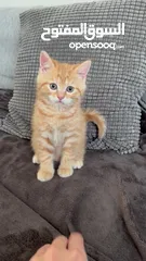  4 Ginger British Shorthair male kitten