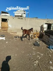  2 مهر نخب اول