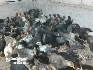  3 بسم الله ماشاءالله موجود فرخات بلدي نخب اول العدد 85 حبة العمر شهرين صلاة النبي الي شرا يرن ما منقصر