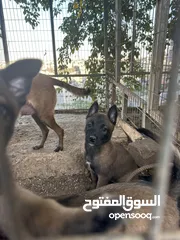  5 جراو مالينوووو للبيع قناع اسود دم حامي عمر 45 يوم