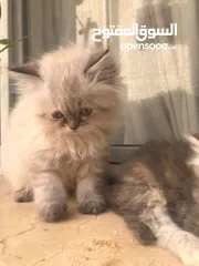  20 قطط كان هملايا بلو وهملايا اورنج عمر45 يوم