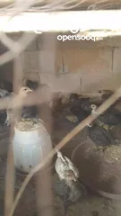  3 فرخات بلدي