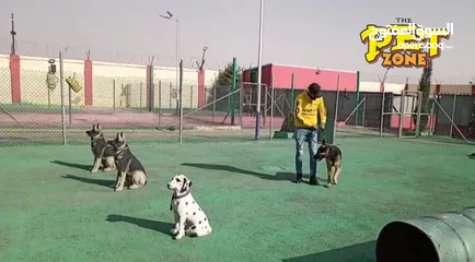  9 حمم كلبك بهالصيف