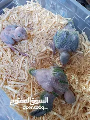  8 متوفر فراخ دره زق يدوي