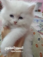  4 قطط شيرازي