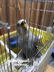  2 فراخ روز زق يدوي مفطوم هدد