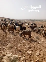  1 مطلوب راعي