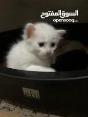  3 White color Persian kitten